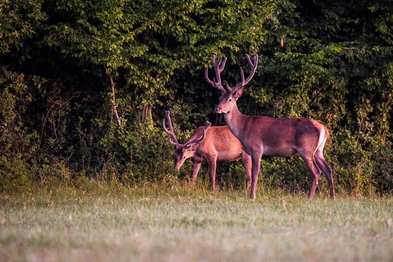 Naturpark Vendégház Alsoszolnok Extérieur photo